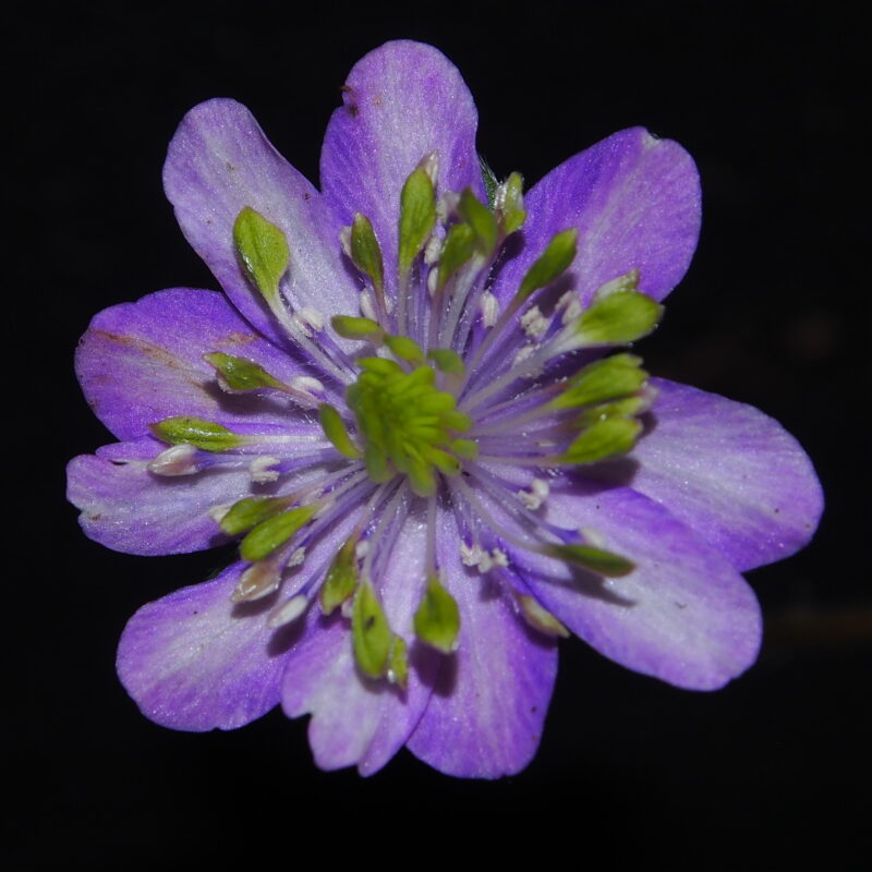 Hepatica 7 Hepatica japonica Sandan 517 GP
