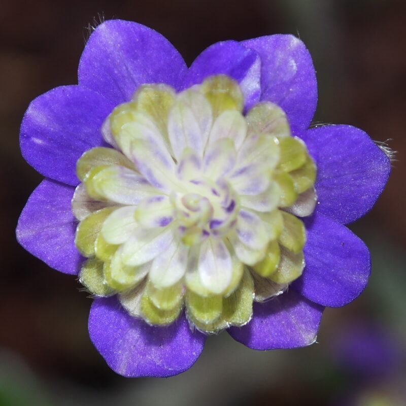 Hepatica japonica Schallan