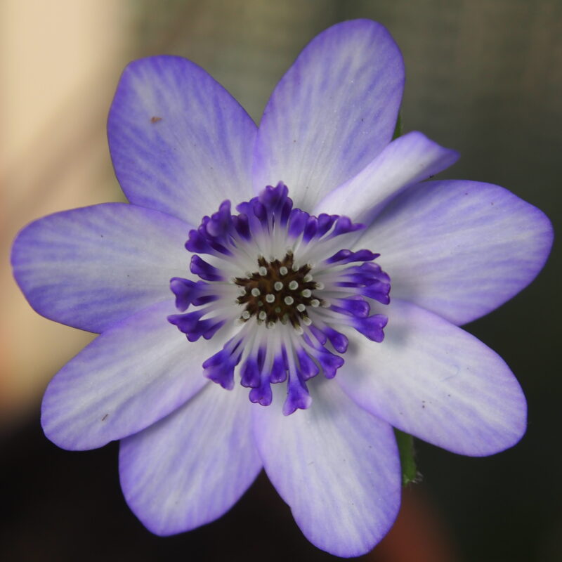 Hepatica 37 Hepatica japonica Seifu