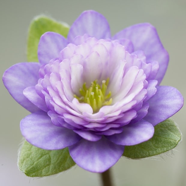 Hepatica japonica Seigyokuden JP