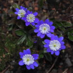 Hepatica japonica Seiran-kei 2 Hepatica japonica Seiran-kei