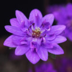 Hepatica japonica Seiran