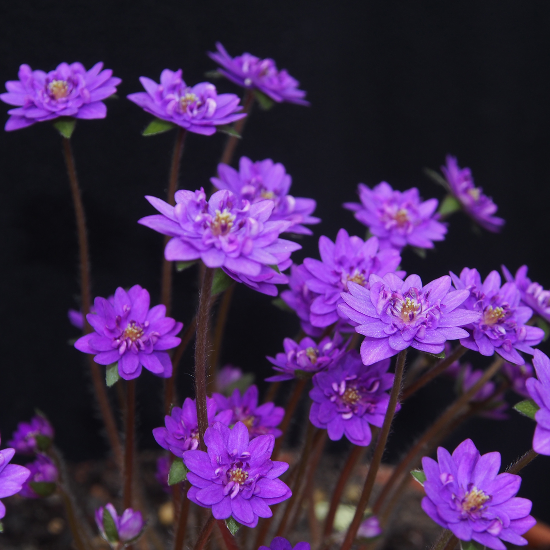 Hepatica japonica Seiran 4 Hepatica japonica Seiran – Bild 2