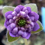 Hepatica japonica Sheisen GP 1 Sheisen GP