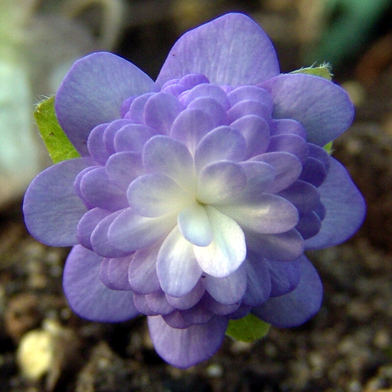 Hepatica japonica Shingyoku