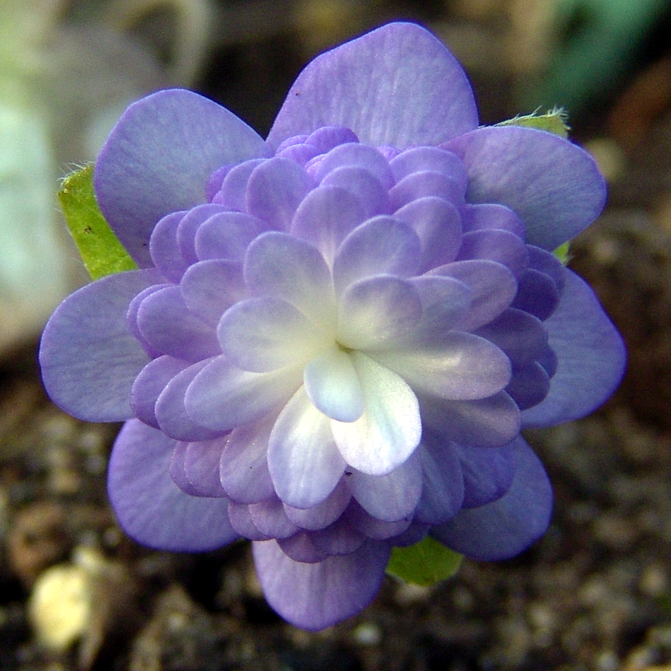 Hepatica japonica Shingyoku 3 Hepatica japonica Shingyoku