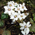 Hepatica japonica Shira Nami 2 Shira Nami