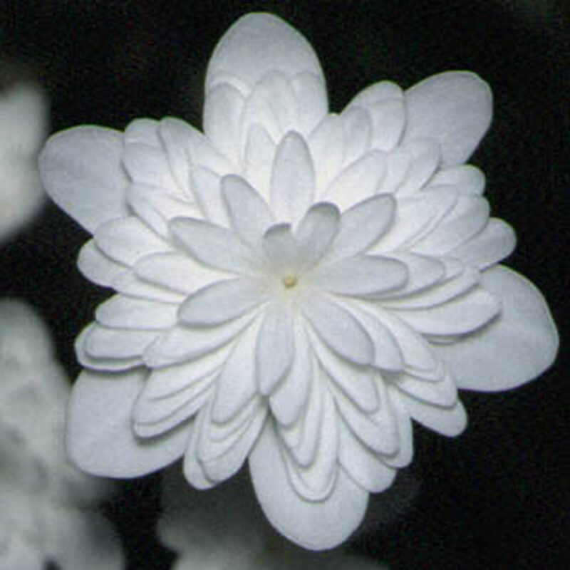 Hepatica 51 Hepatica japonica Shirayuki