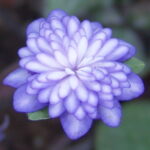 Hepatica japonica Shirin