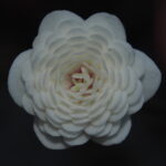 Hepatica japonica Shiro ni akai me JP