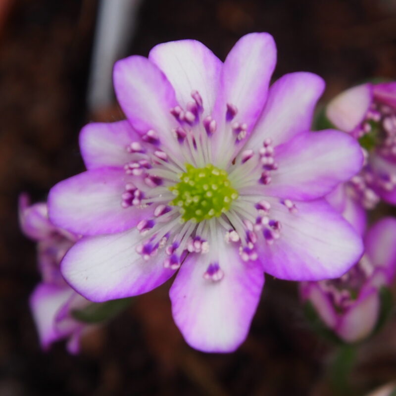 Shiroi akai kōsen JP