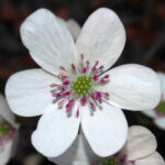 Hepatica japonica Shiroi dragan