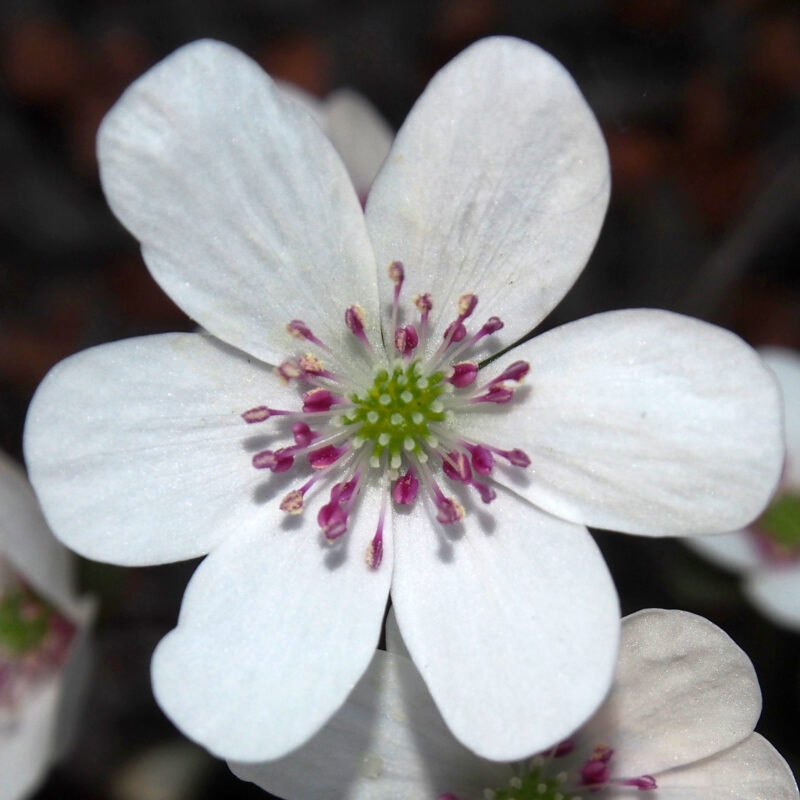 Hepatica 11 Hepatica japonica Shiroi dragan