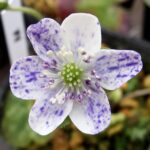 Hepatica japonica Shiro hantan