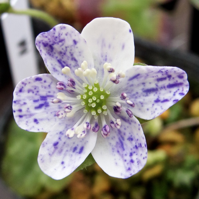 Hepatica japonica Shiro hantan