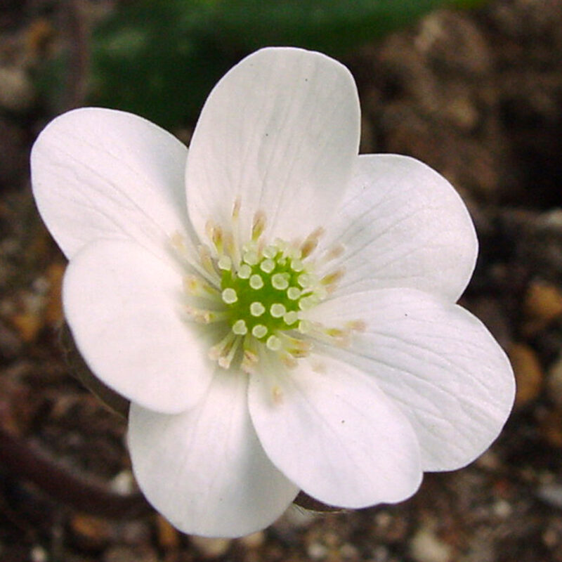 Hepatica 45 Hepatica japonica Shiroi-sora JP