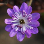 Hepatica japonica Shiryouh
