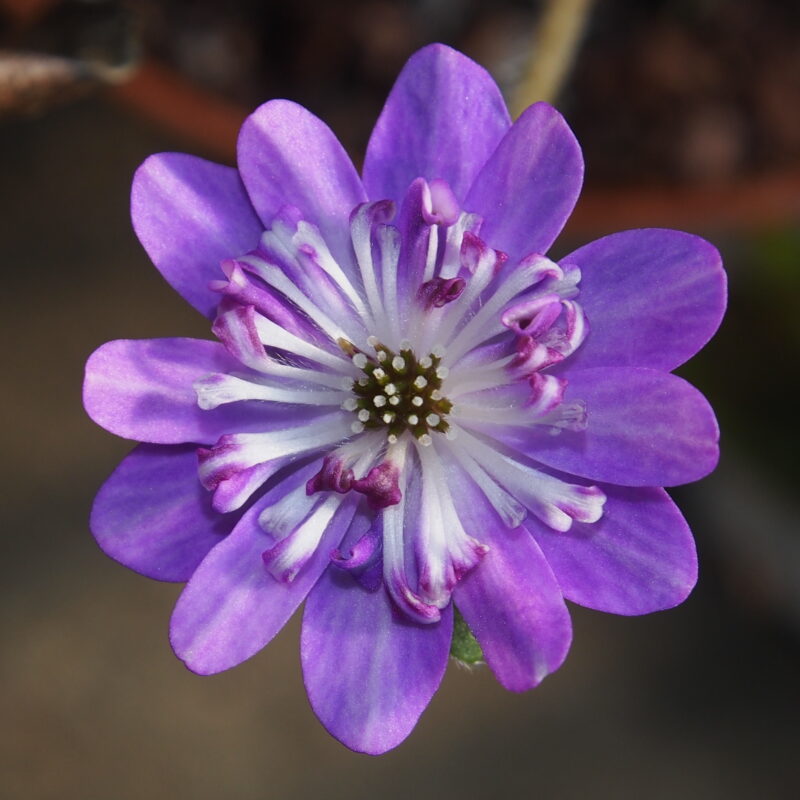 Hepatica japonica Shiryouh
