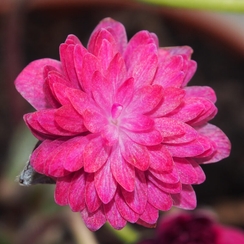 Hepatica 49 Hepatica japonica Shösha JP