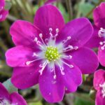 Hepatica japonica Tagoto 2 Hepatica japonica Tagoto