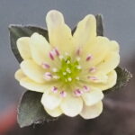 Hepatica japonica f. lutea Taifun JP