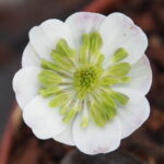 Hepatica japonica Taiho