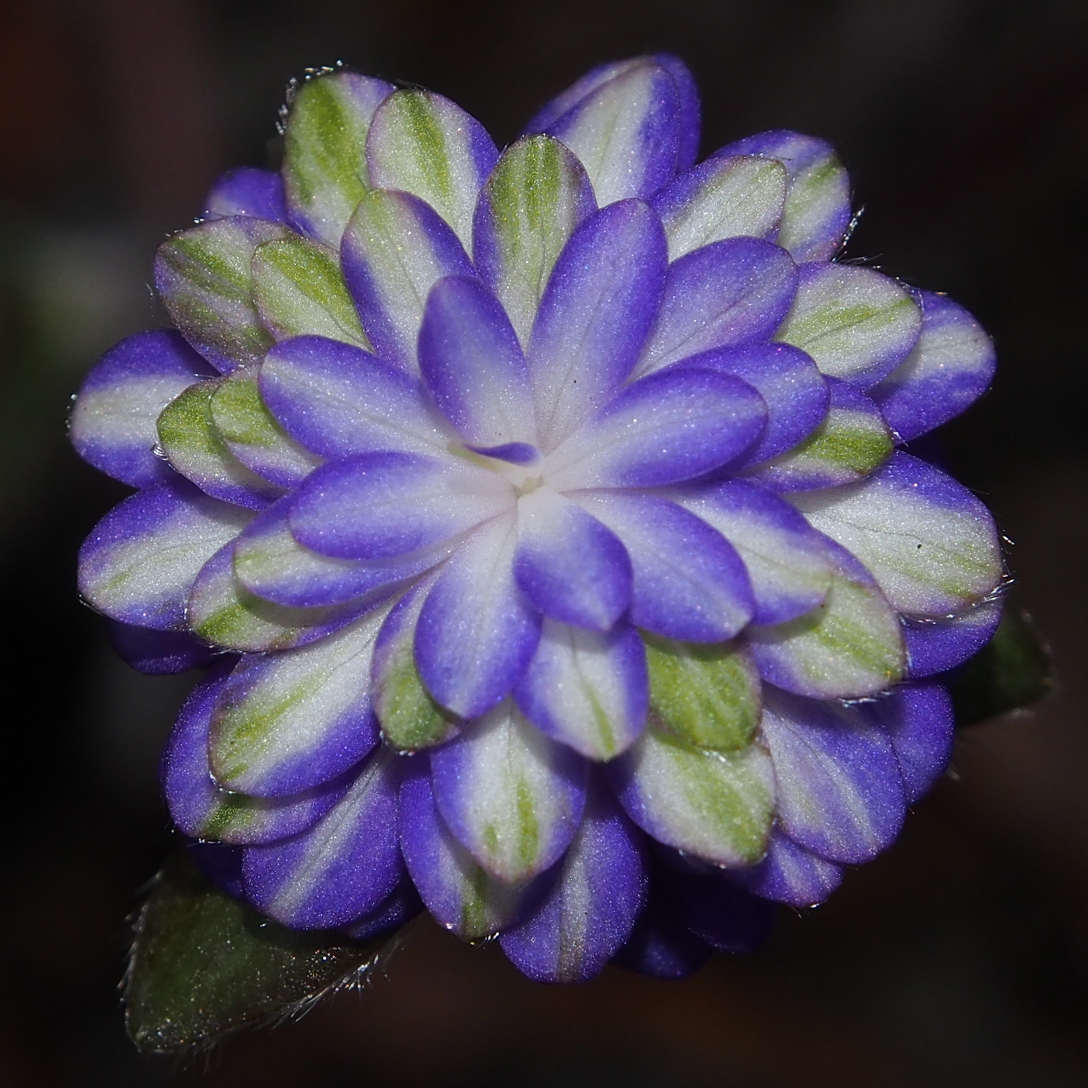 Hepatica japonica Taikai 3 Hepatica japonica Taikai