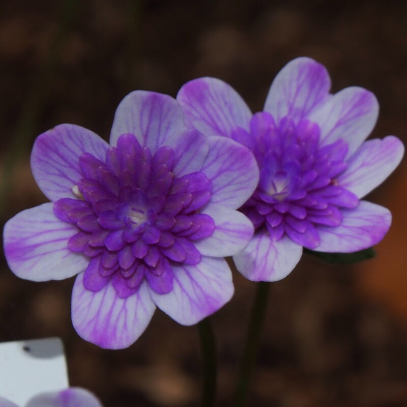 Hepatica japonica Tsumugino Sato