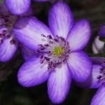 Hepatica japonica Utyuu