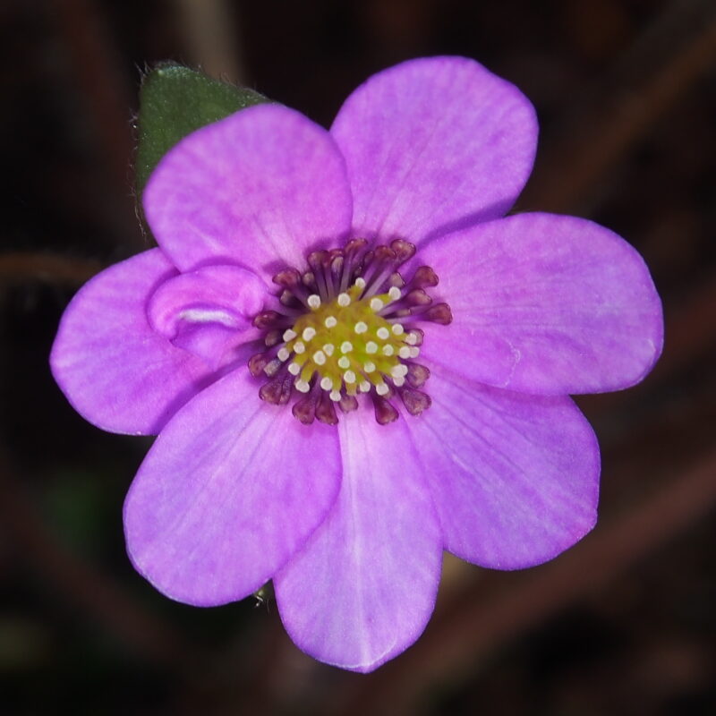 Hepatica japonica Violette SU Nr2