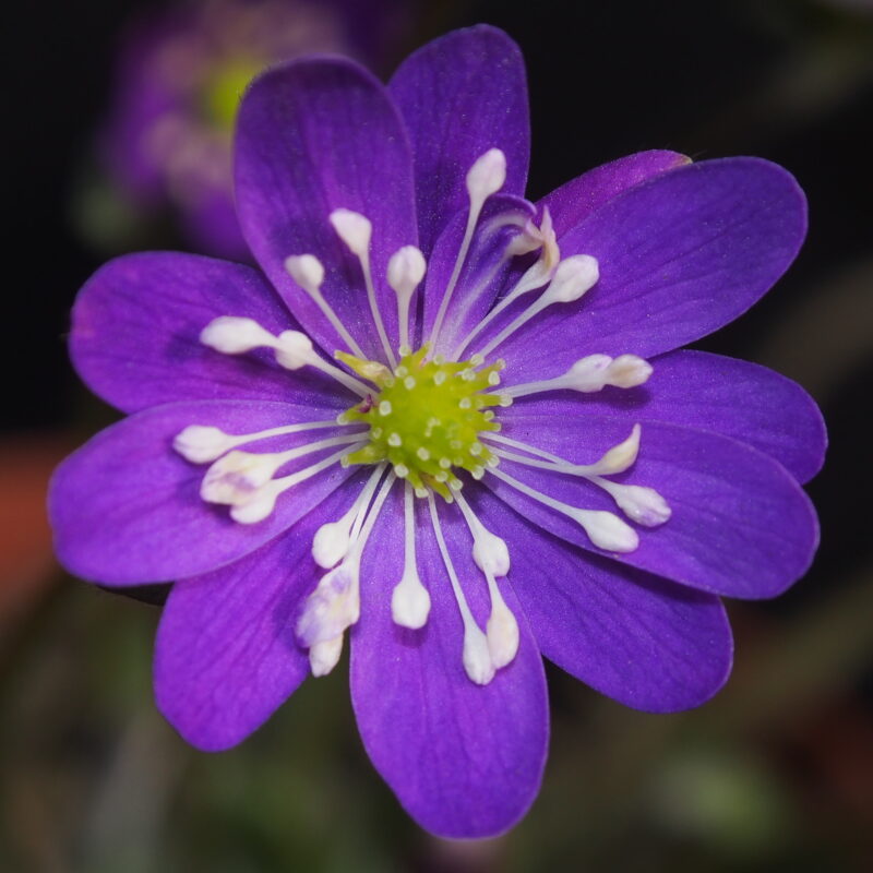 Hepatica japonica Violetter Star JP