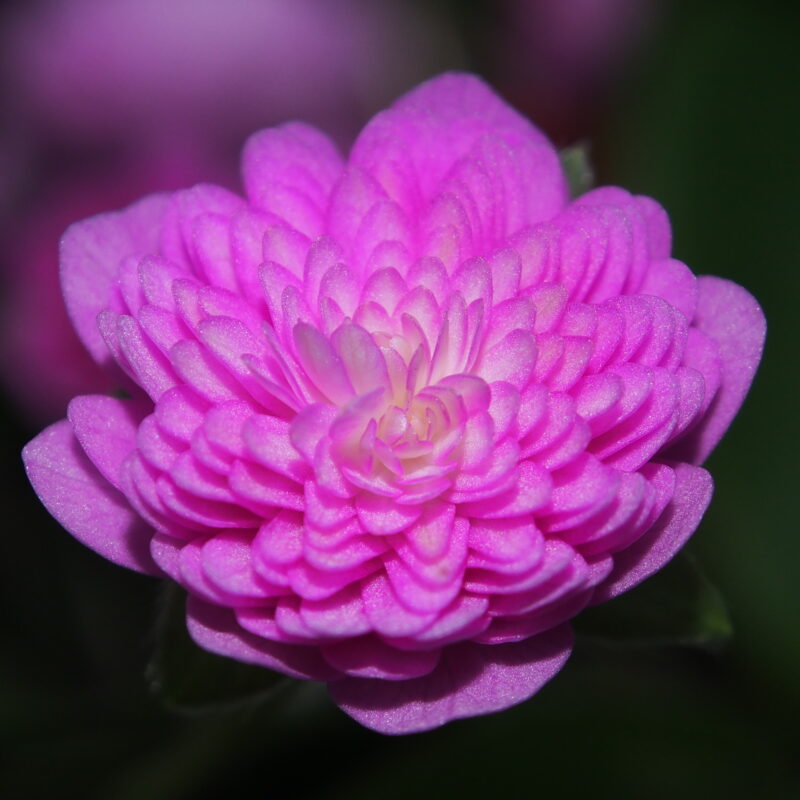 Hepatica japonica Wakakusa