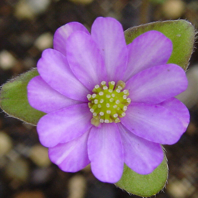 Hepatica japonica Wunschpunsch JP