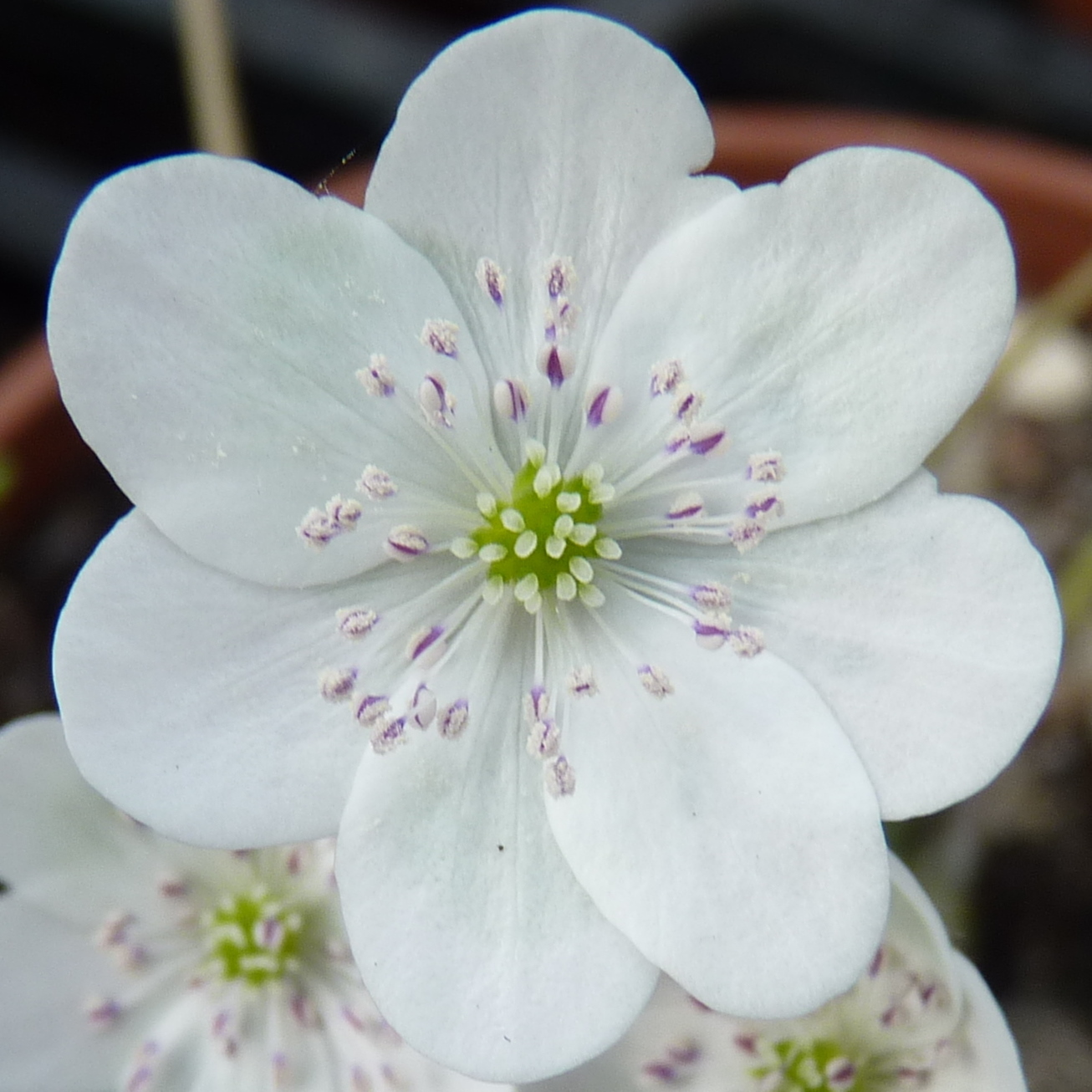 Hepatica japonica Y 5 3 Y 5