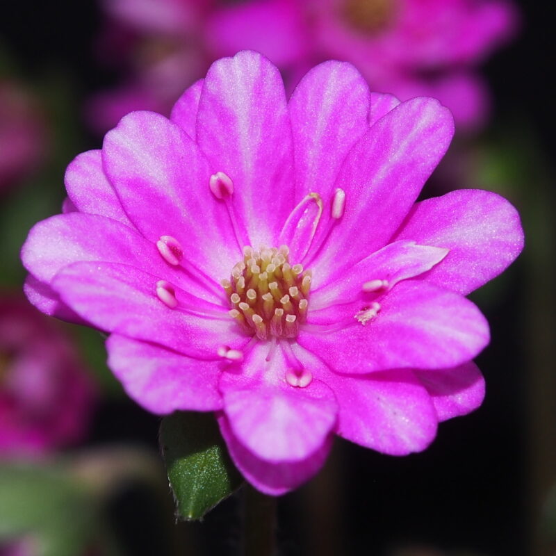 Hepatica 105 Yaegeromo