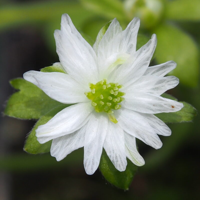 Hepatica 85 Hepatica japonica Yaegeromo shiro