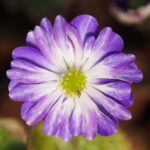 Hepatica japonica Yori kagayaku JP