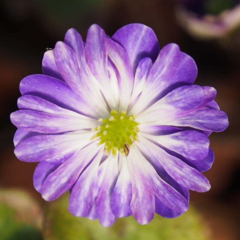Hepatica japonica Yori kagayaku JP