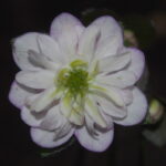 Hepatica japonica Zamunda JP