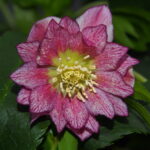 Angebot : Helleborus Pretty one