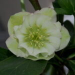 Angebot : Helleborus Pretty two