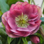 Angebot : Helleborus Pretty three