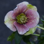 Angebot : Helleborus Pretty four