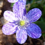 Hepatica japonica Blue Freckles Strain