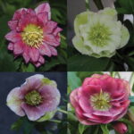 Angebot : Helleborus Oster-Angebot!