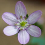 Hepatica x euroasiatica Amber JP