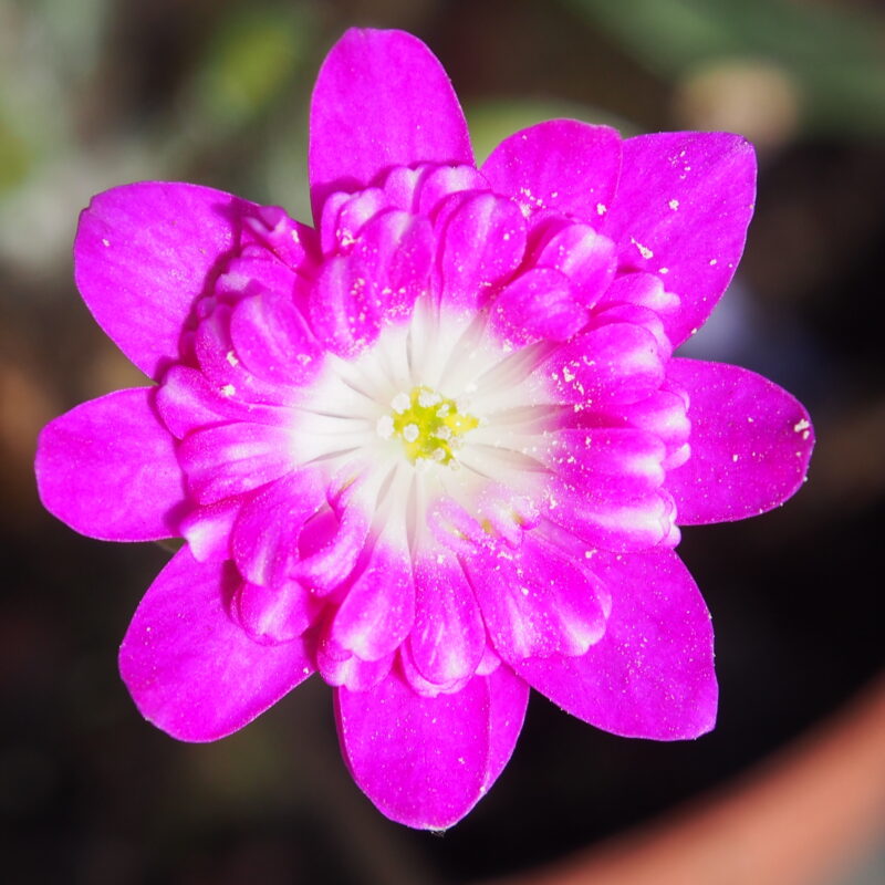 Hepatica japonica Beni guruma
