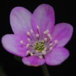 Hepatica japonica f. japonica Benico Strain