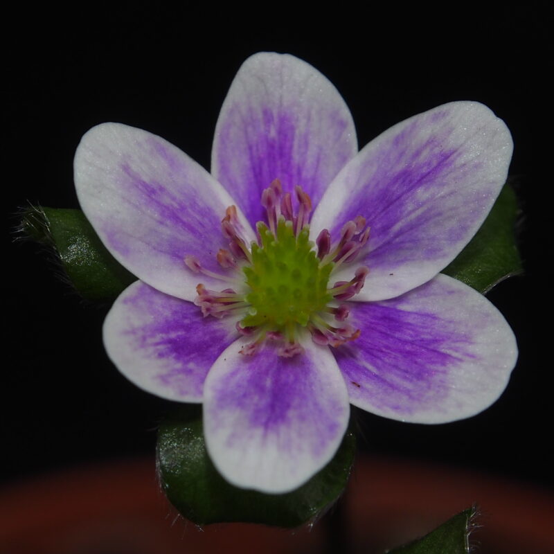 Hepatica japonica Chikusei JP