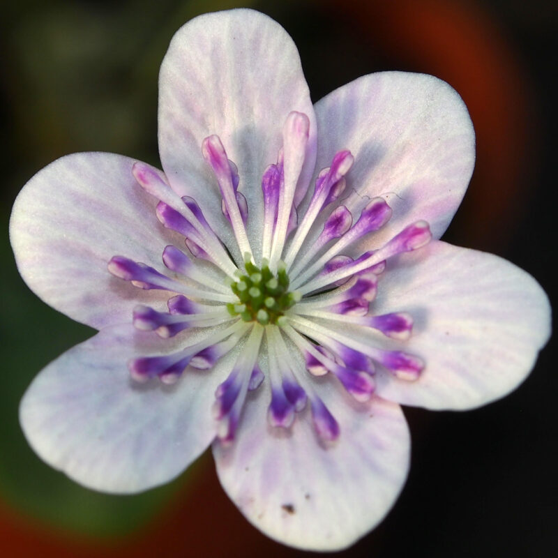 Hepatica japonica Hisa JP